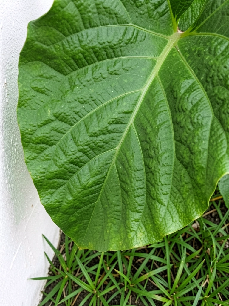 Folhas grandes e onduladas de filodendro em tons de verde, com nervuras marcadas e recortes naturais.